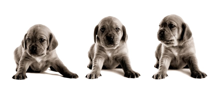 Cute Puppy