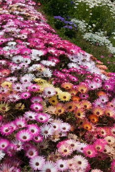 Livingston Daisies