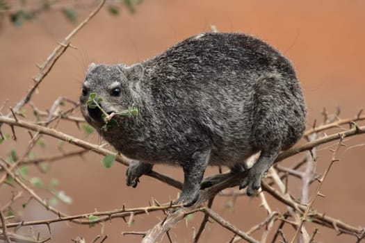Hyrax (Procavia capensis)