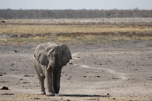 Bull elephant in Etosha National Park