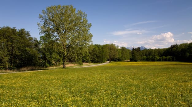 Buttercup Meadow