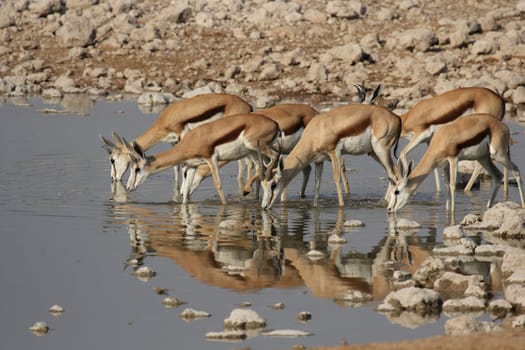Springboks at the waterhole