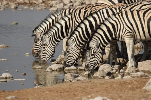 Steppe zebras at the waterhole in Etosha National Park,Namibia