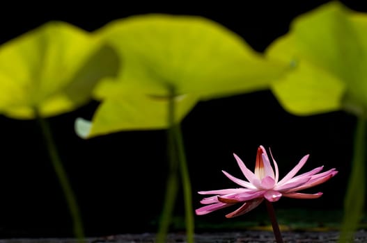 Lotus 3