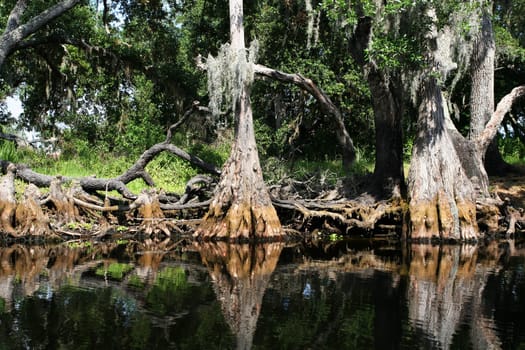 tropical swamp