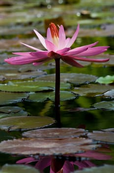 Lotus 2