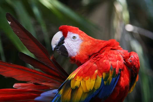 red parrot
