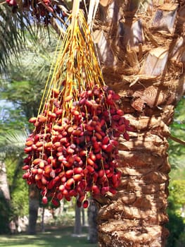 Exotic - Egypt - palm with fruits