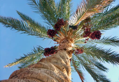 Exotic - Egypt - palm with fruits