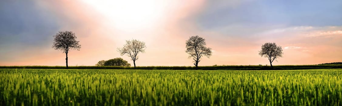 Barley field at sunset