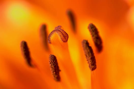 orange lily