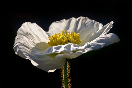 Iceland Poppy