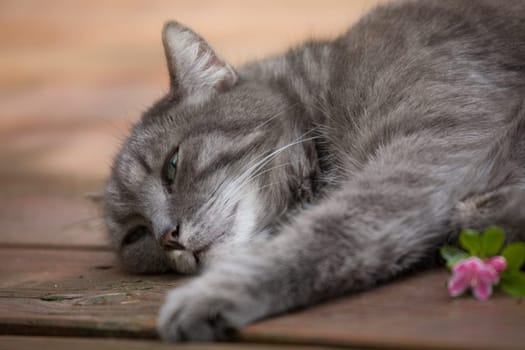 sleepy