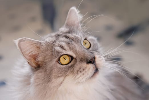Maine Coon Pedigree Cat
