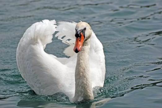 Swan