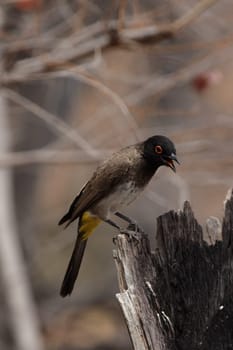 Masked bulbul (Pycnonotus nigricans) in Etosha National Park,Namibia