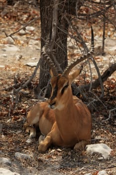 Black-nosed impala