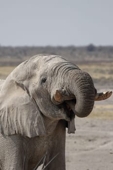 Drinking Elephant
