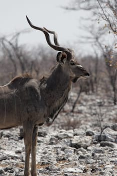 Greater kudu (Tragelaphus strepsiceros)
