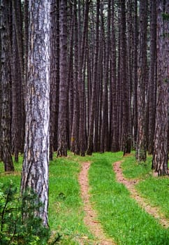 Path in the pine forest