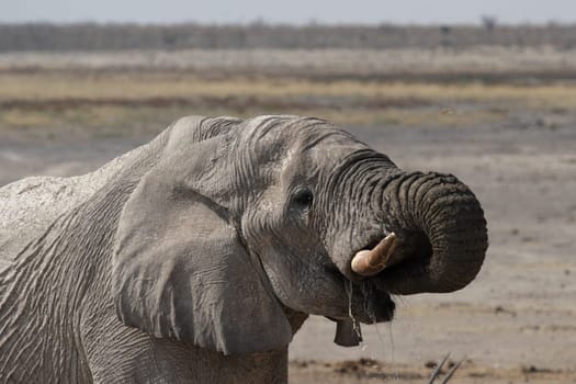 Drinking Elephant