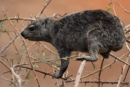 Rock hyrax (Procavia capensis) in Etosha National Park,Namibia