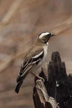 Mahaliweber (Plocepasser mahali)