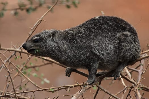Hyrax (Procavia capensis)
