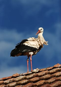 Stork