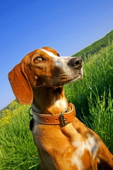 my dog