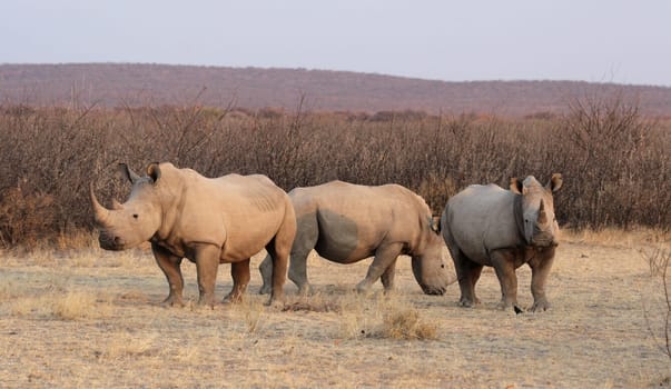 White rhinoceroses (Ceratotherium simum)