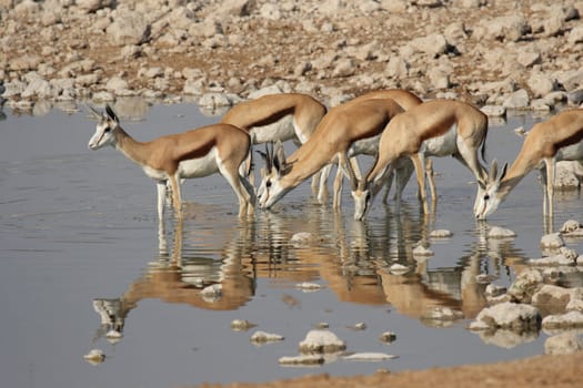 Springbok at the waterhole in Etosha National Park,Namibia