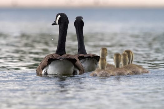 Canada goose family
