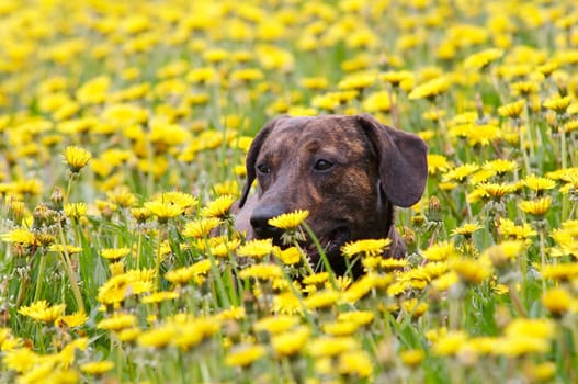 in the spring meadow