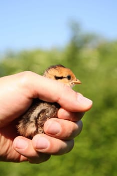 Chick protection