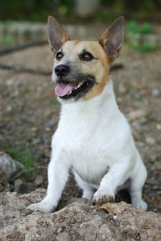 Dog Portrait