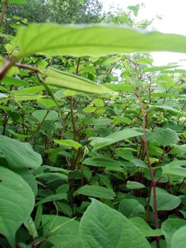 Neophyte,introduced plants
