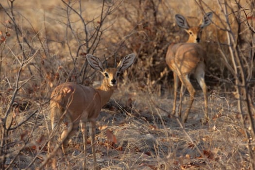 Ibex (Raphicerus campestris) in Etosha National Park,Namibia