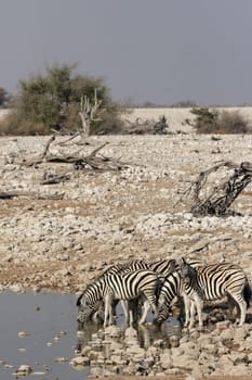 Steppe zebras at the waterhole in Etosha National Park,Namibia