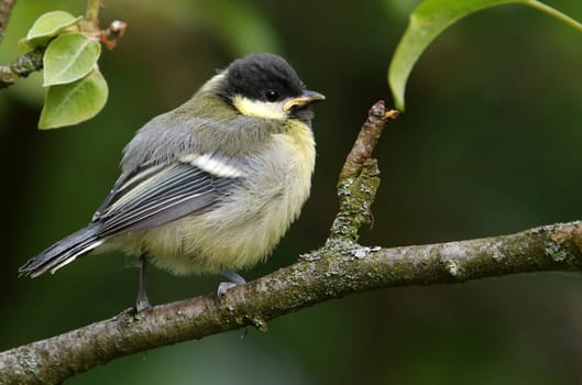 Fledged Great - Parus major