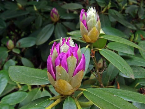 Magnolias