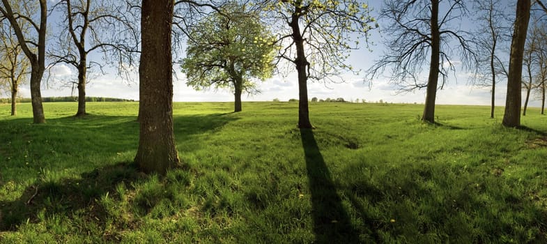 Tree meadow