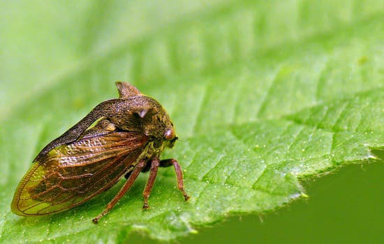 Leafhopper (scientific name : Centrotus cornutus) Body length: approx. 8 mm