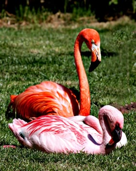 Flamingos