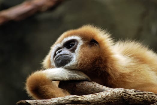 White-handed gibbon 3000