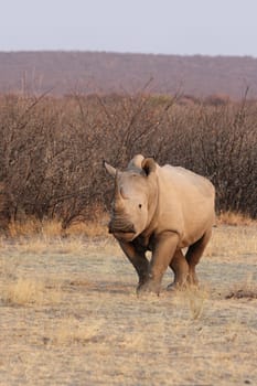 White rhinoceros (Ceratotherium simum) in Etosha National Park,Namibia