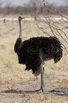 Female ostrich (Struthio camelus)