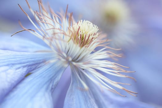 Blossom dream in blue