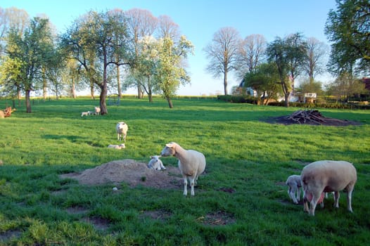 the Lämmerwiese