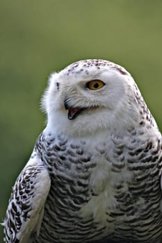Snow Owl Portrait
